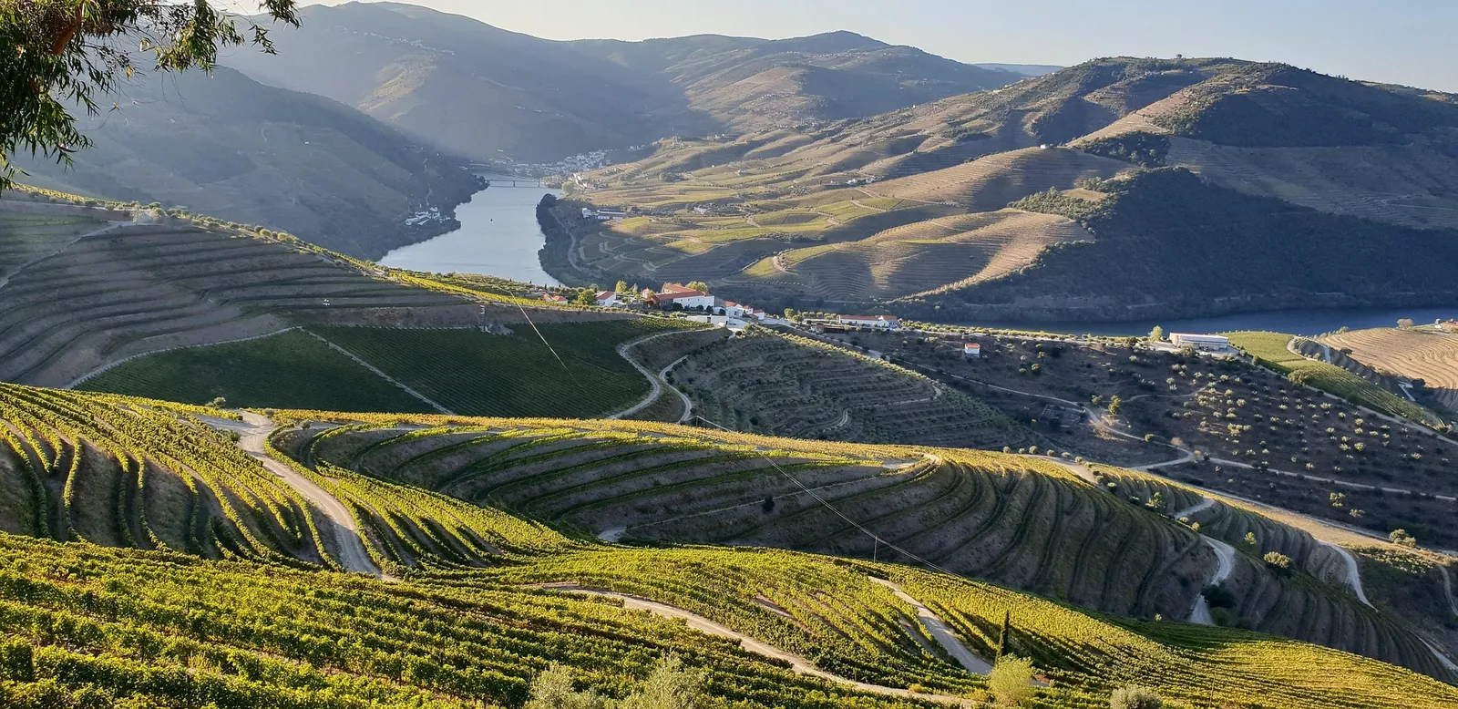 Vue des vignobles en terrasses de la vallée du Douro au coucher du soleil avec le fleuve serpentant en contrebas